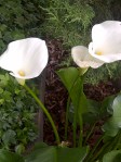 Calla lilies grow in front yards