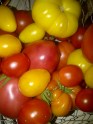 Home garden tomatoes