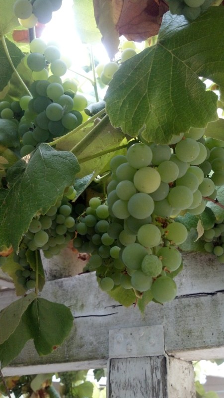 grapes are so pretty