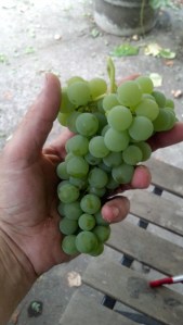 IMG_20150823_180833_906