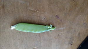 Snot peas