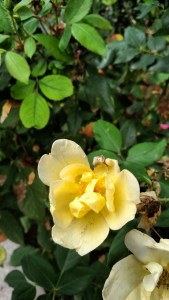 A rose for Mrs. Norris