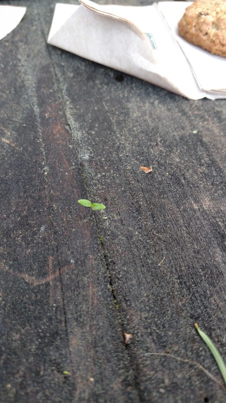 IMG_20160331_132426072