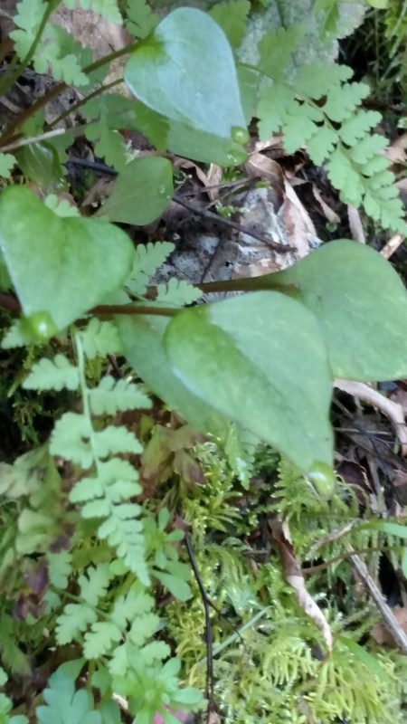 IMG_20160331_141506220